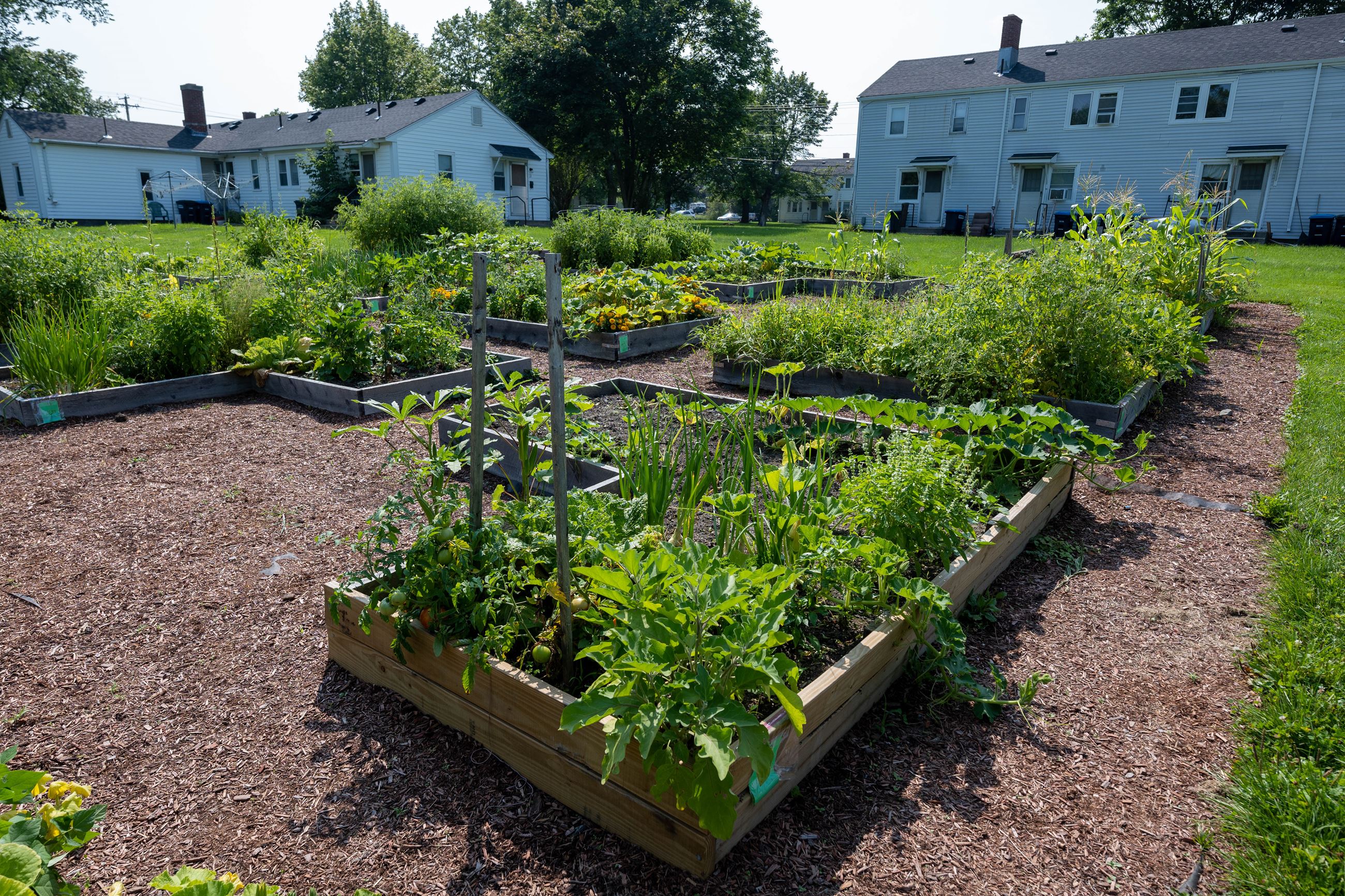 Image of raised garden beds overflowing with lush green vegetables and flowers 